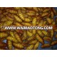 silkworm pupa fish food