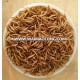 High protein wild bird food dried mealworms