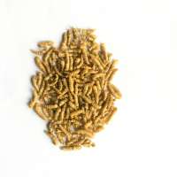 Dried Yellow meal worms pupa,birds food,pets food