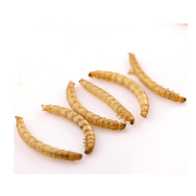 High Protein dry yellow mealworm dried fish worm