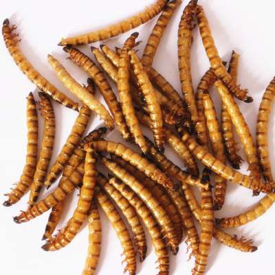 Dried Mealworms pet food high protein reptiles feeding supplies