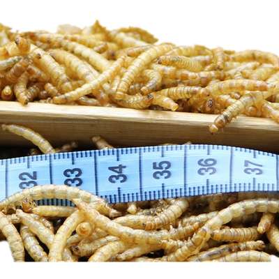 natural health products Cheap Dried Yellow Mealworms For Pet Food