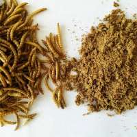 Dried mealworm powder protein powder insect tenebrio molitor powder