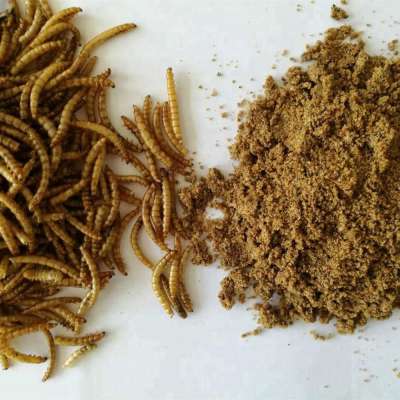 dried mealworms as for pet food,animal feed consumption meal worms dried