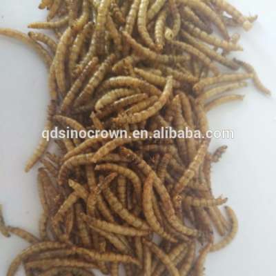 HIGH NUTRITION HIGH PROTEIN CONTENT DRIED MEALWORMS POULTRY AND LIVESTOCK FEEDING