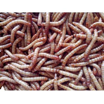 Quality Dried Mealworms Bird Hedgehog Reptile Food 10g-2kg Free Postage