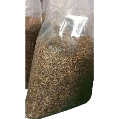 Dried mealwroms for Birds Cats Fish Dogs food and feed additives