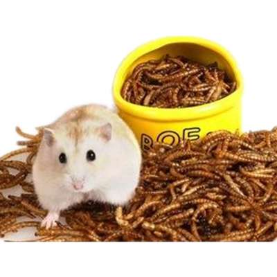 Hamster food dried mealworms/High protein dried meal worm for animal feed