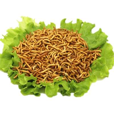 Human Meal Mealworms  insect edible mealworm