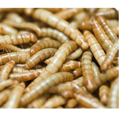 Dried Yellow Mealworms FOR carvinor protein