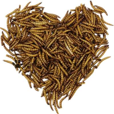 Dried Mealworms FOR parrot food