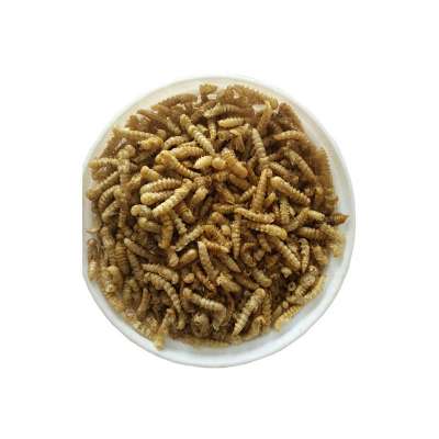 Ostrich Food Dried Yellow Mealworm Pupa Pet Feed Ddditive