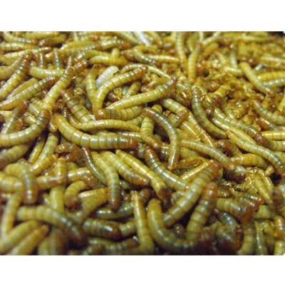 High Protein Dried Yellow Mealworms For Natural Fish Meal