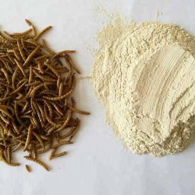 defatted protein powder from the mealworm larvae as for rare reptiles feed