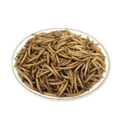 100 pure dried tenebrio molitor for Reptile feed