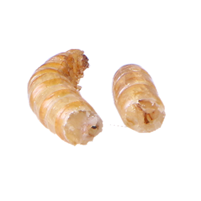 mealworm drying  Pet food protein 57%