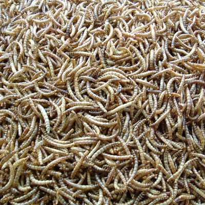 high protein dried mealworms hamster food